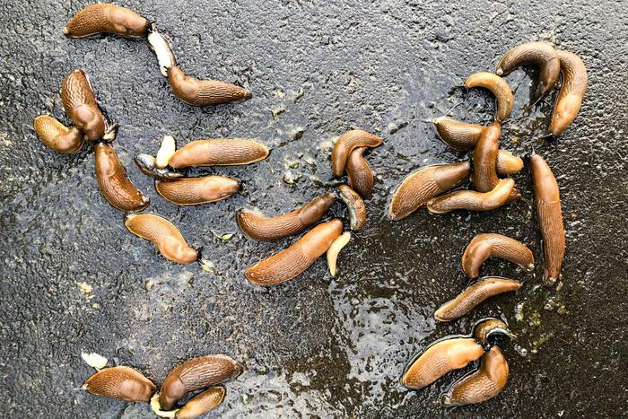 Слизни из Испании и гигансткие европейские осы понаехали в Москву