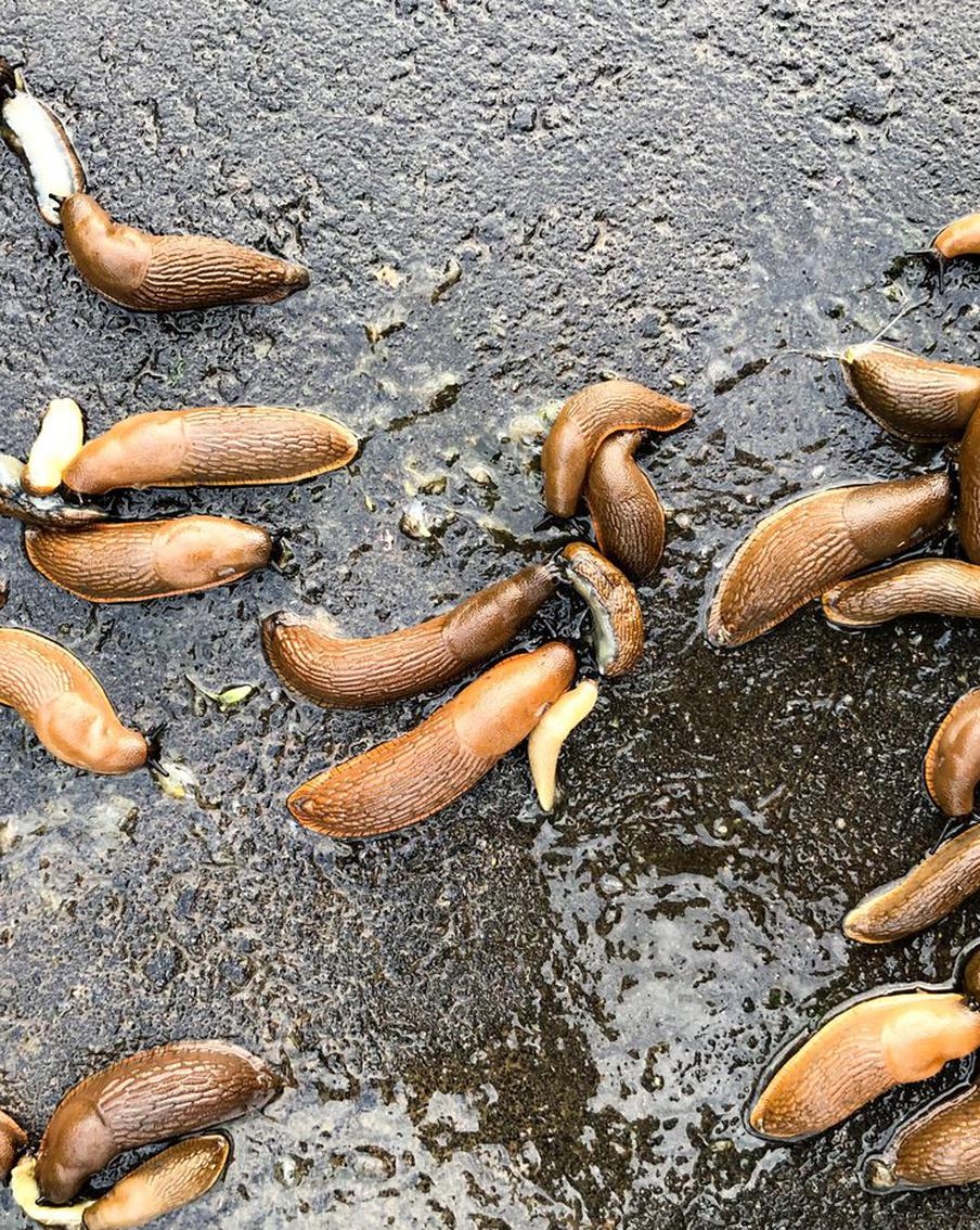 Слизни из Испании и гигансткие европейские осы понаехали в Москву