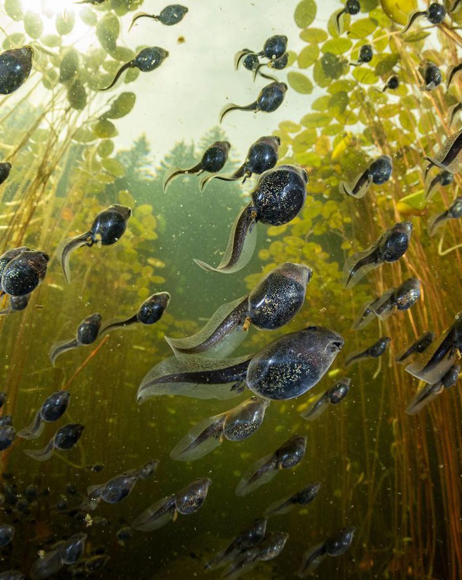 Конкурс The BigPicture, привлекающий внимание к биоразнообразию планеты, назвал имена победителей