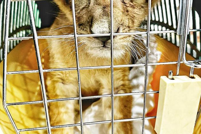 В одном из столичных ресторанов в качестве "живой игрушки" содержался львёнок