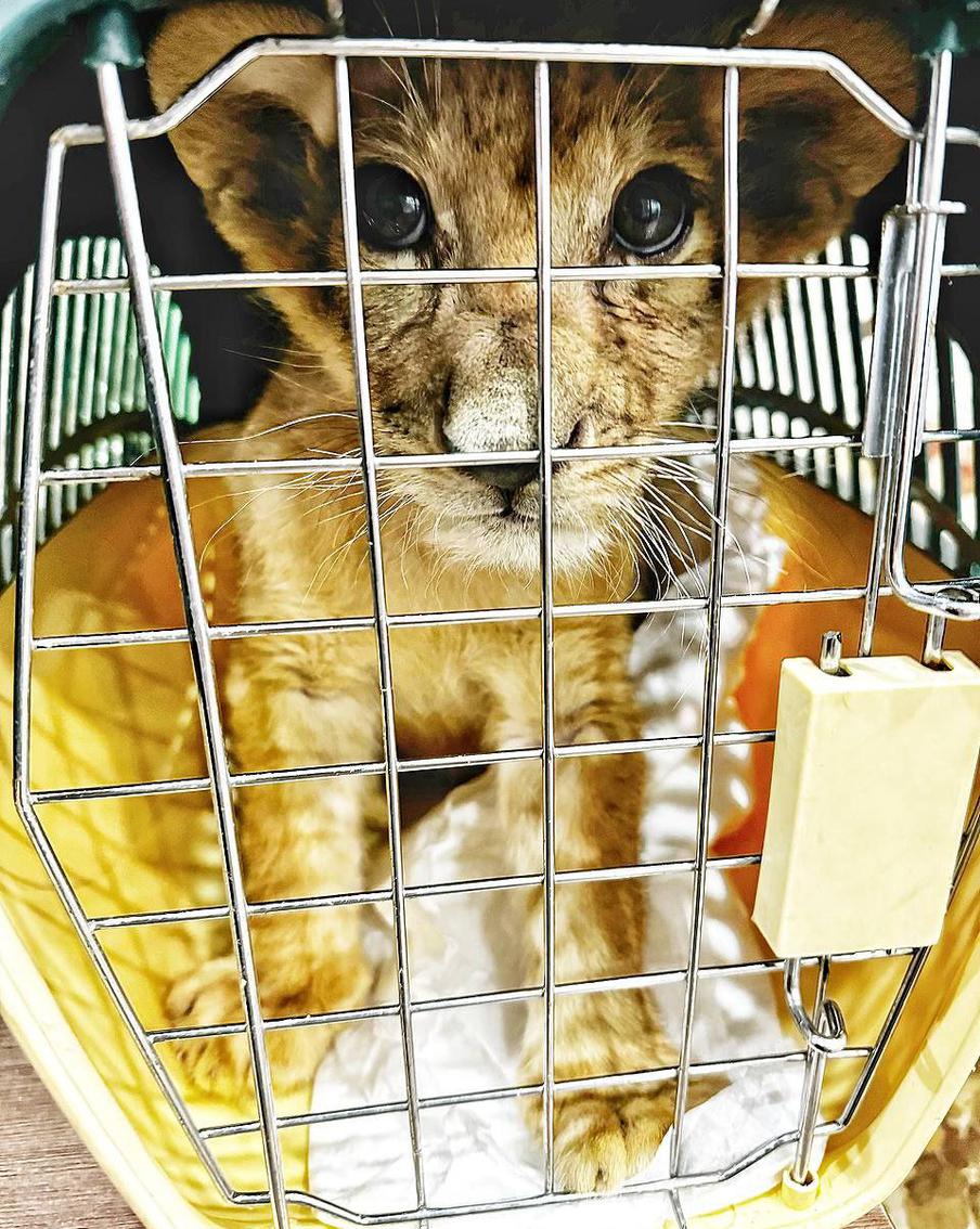 Львёнок из Москвы нашёл друга, гоняет кошку и больше не развлекает гостей столичного ресторана