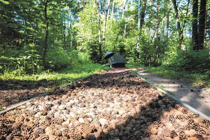 Где в Москве можно пройтись по дну оврага и прикоснуться к верхушкам вековых дубов