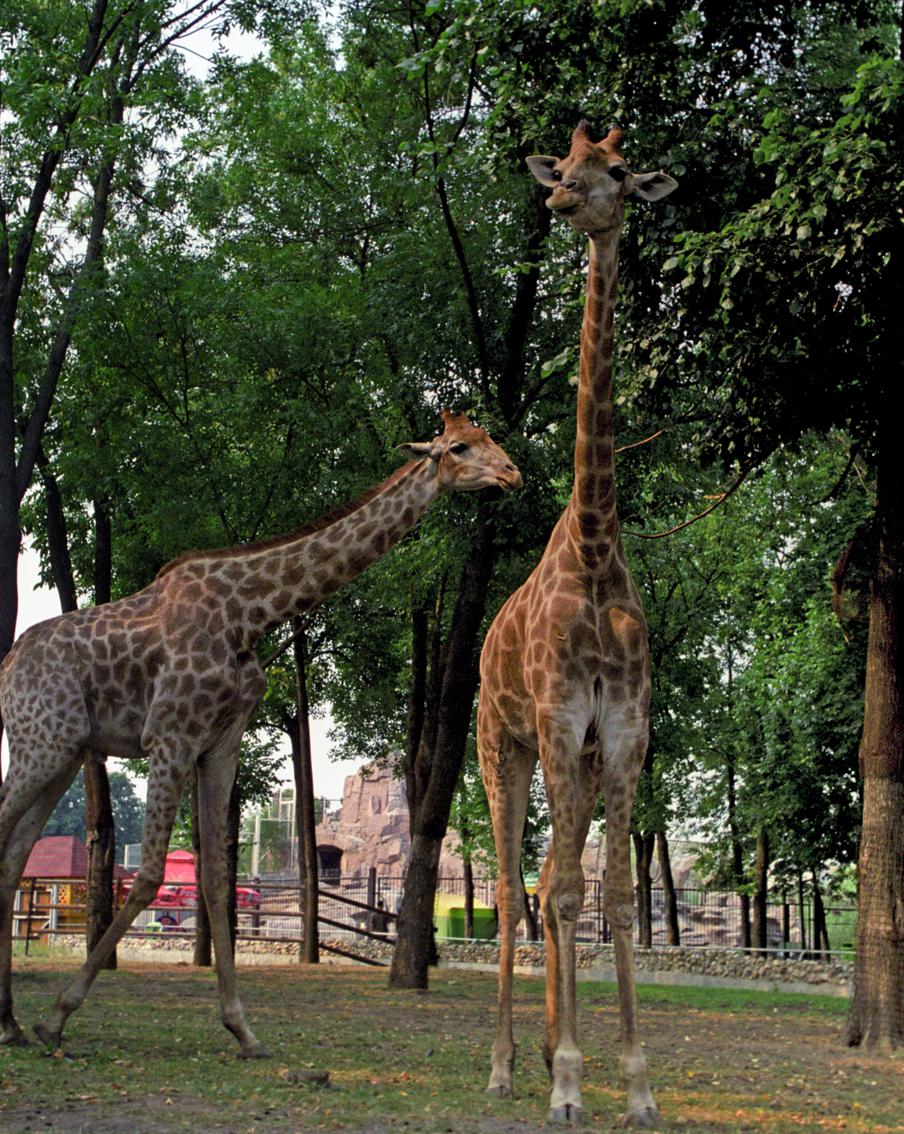 Московский зоопарк рассказал о смерти легендарного жирафа Самсона