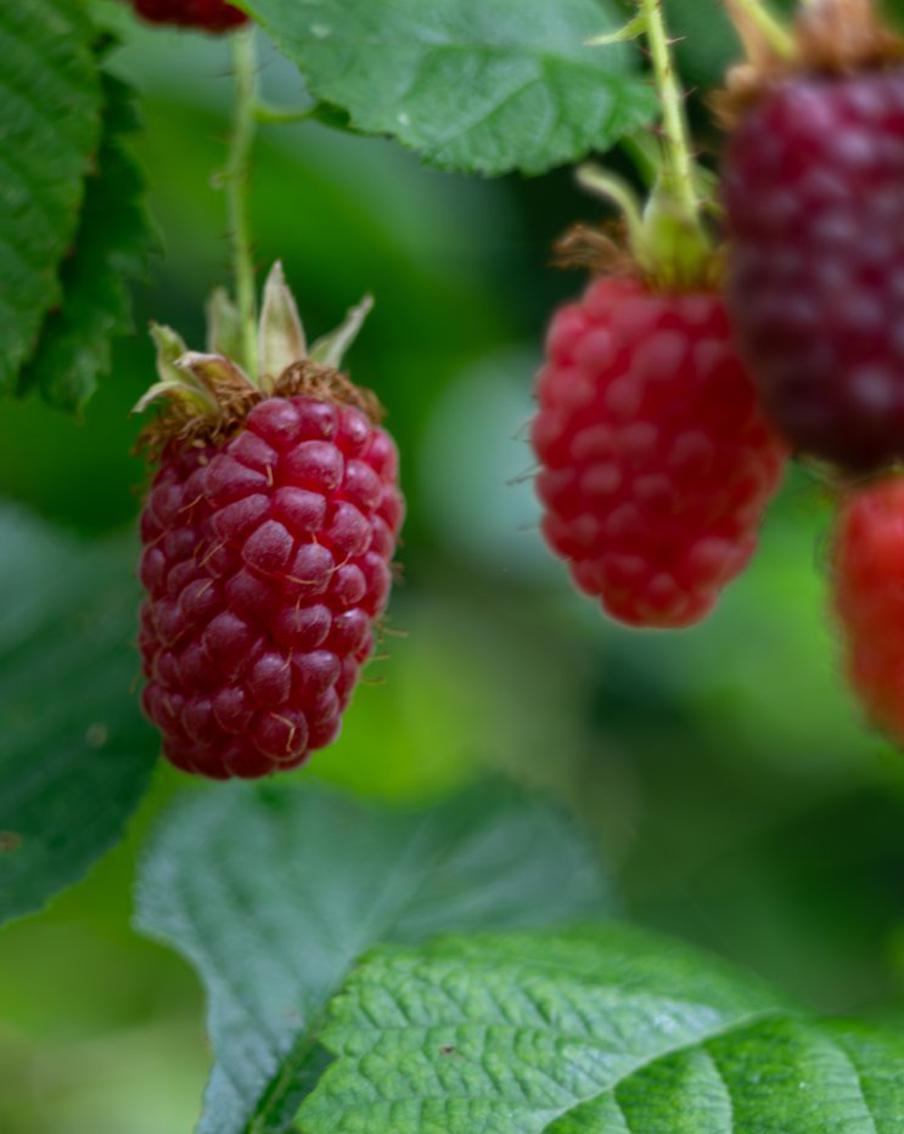 Эксперты объяснили, почему лучшим способом хранения малины является заморозка