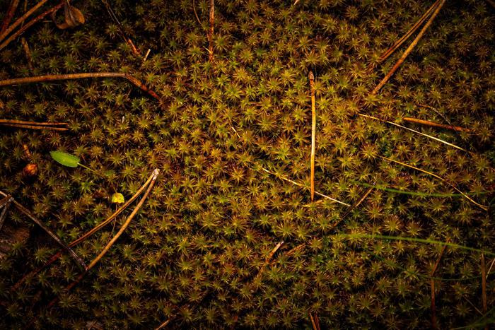 Что может расти на Марсе: учёные тестируют мох на живучесть