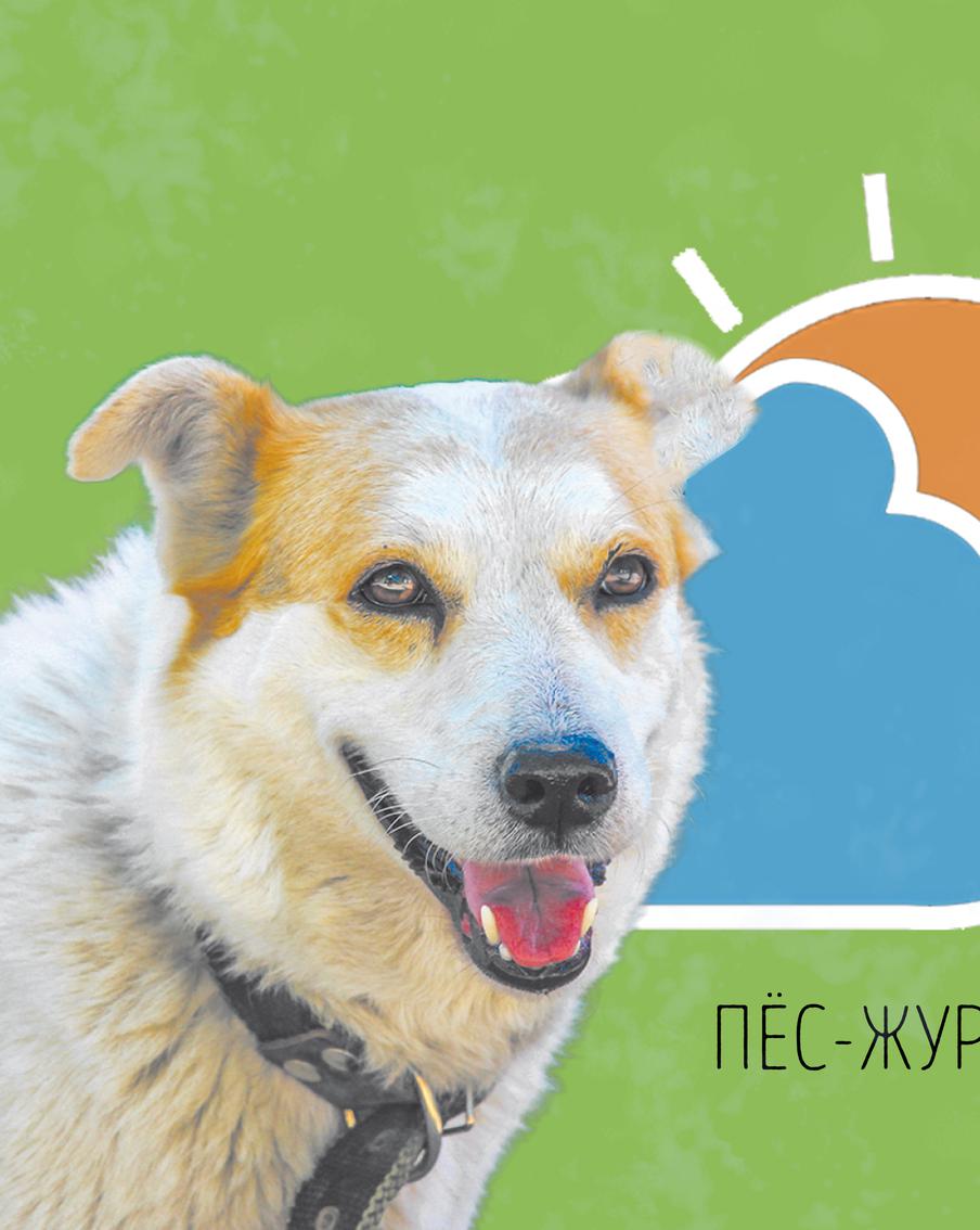 Снежа рада сообщить: нас ждёт "классическое лето"