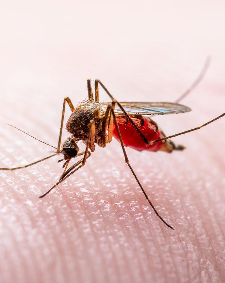 В Татарстане проведён ряд противоэпидемических мероприятий на фоне случаев заражения лихорадкой Западного Нила