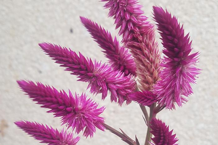 Растение с потенциалом: сможет ли амарант спасти планету от голода?