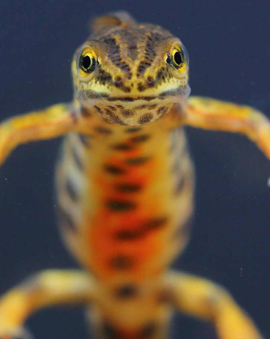 Москвич обнаружил краснокнижного "дракона" под железной дорогой