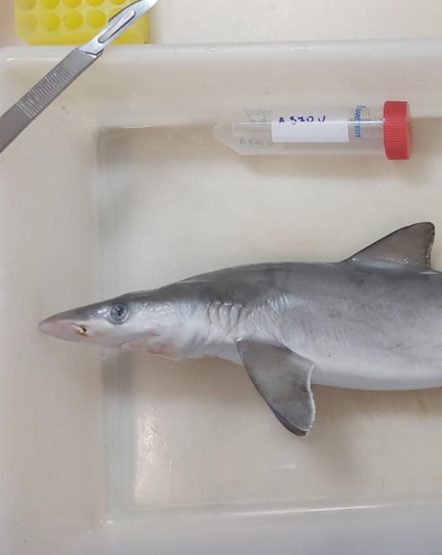 Как бразильские контрабандисты подсадили на наркотик акул