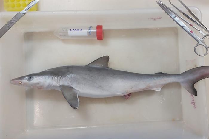 Как бразильские контрабандисты подсадили на наркотик акул