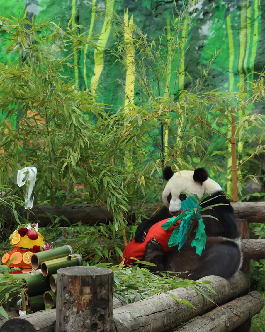 Китайские панды-именинники отметили праздники в традиционном русском стиле