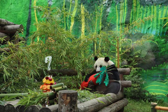 Китайские панды-именинники отметили праздники в традиционном русском стиле