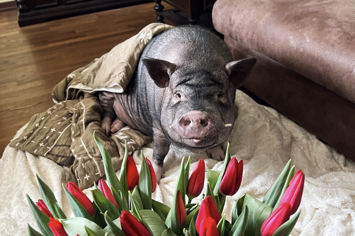 Слава подмосковного минипига: собрал миллионы просмотров, хозяйка пишет книгу