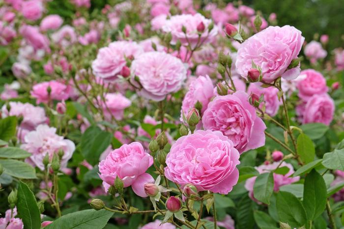 Готовим розы к холодам, чтобы в следующем сезоне получить роскошный сад