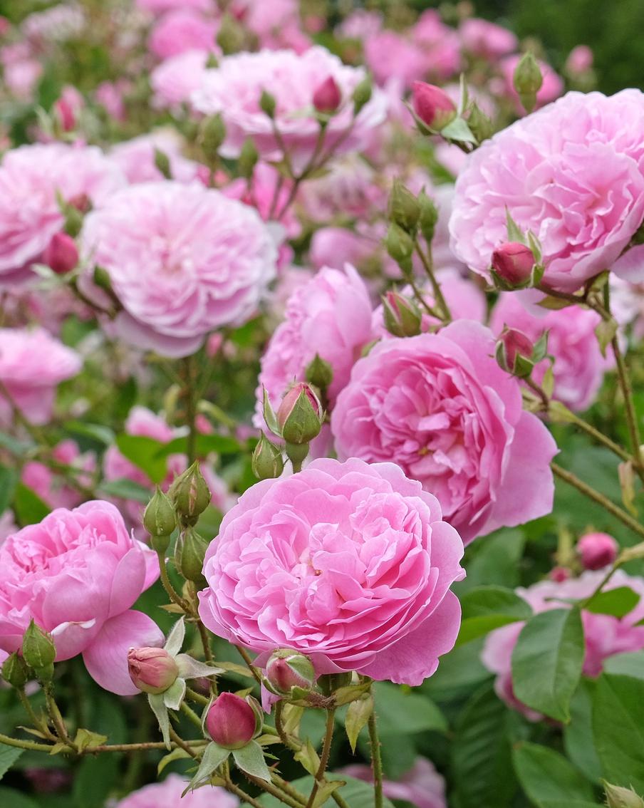 Готовим розы к холодам, чтобы в следующем сезоне получить роскошный сад