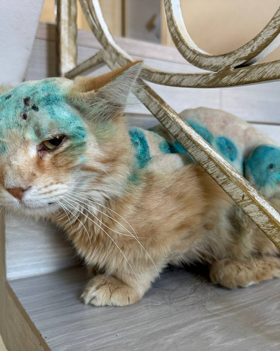 Как кота Симбу, чья история быстро разлетелась по соцсетям, спасли подмосковные врачи