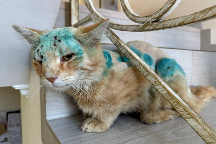 Как кота Симбу, чья история быстро разлетелась по соцсетям, спасли подмосковные врачи