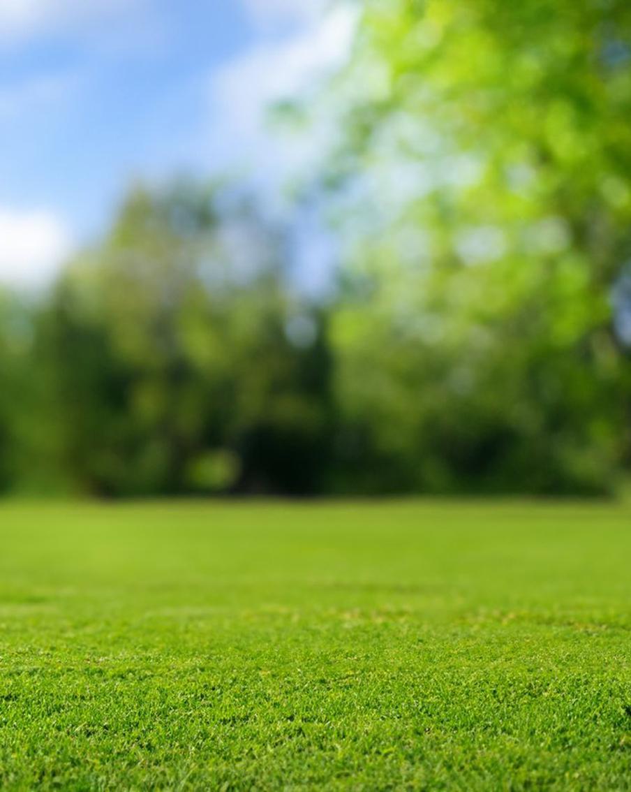 Конец лета – самое время, чтобы посеять газонные травы