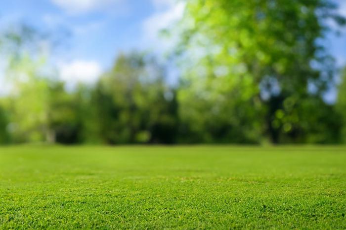 Конец лета – самое время, чтобы посеять газонные травы