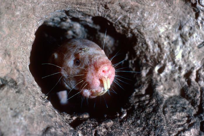 Почему шанс человека на длинную жизнь – голый землекоп