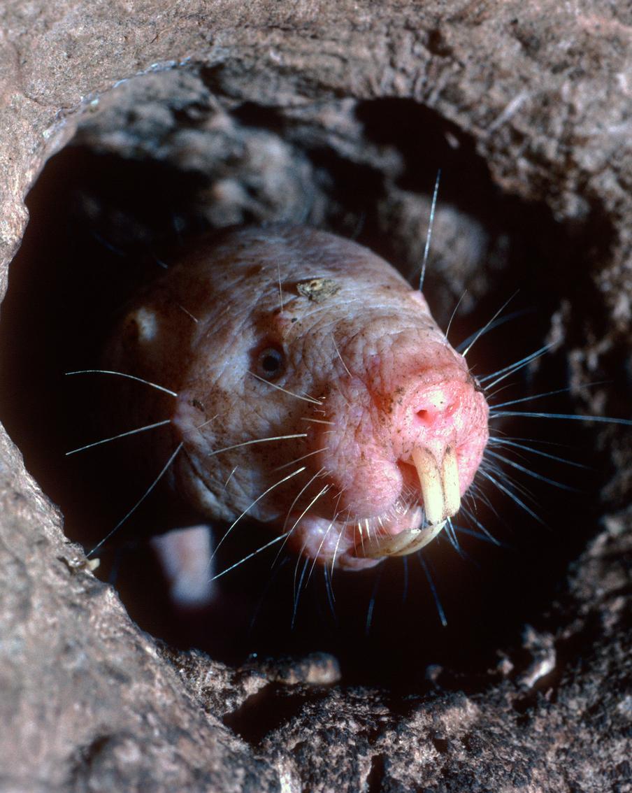 Почему шанс человека на длинную жизнь – голый землекоп