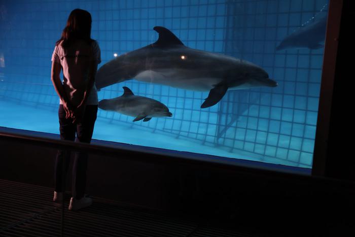 В "Москвариуме" родился краснокнижный дельфинёнок. Он уже покорил тренеров и соседку-белуху