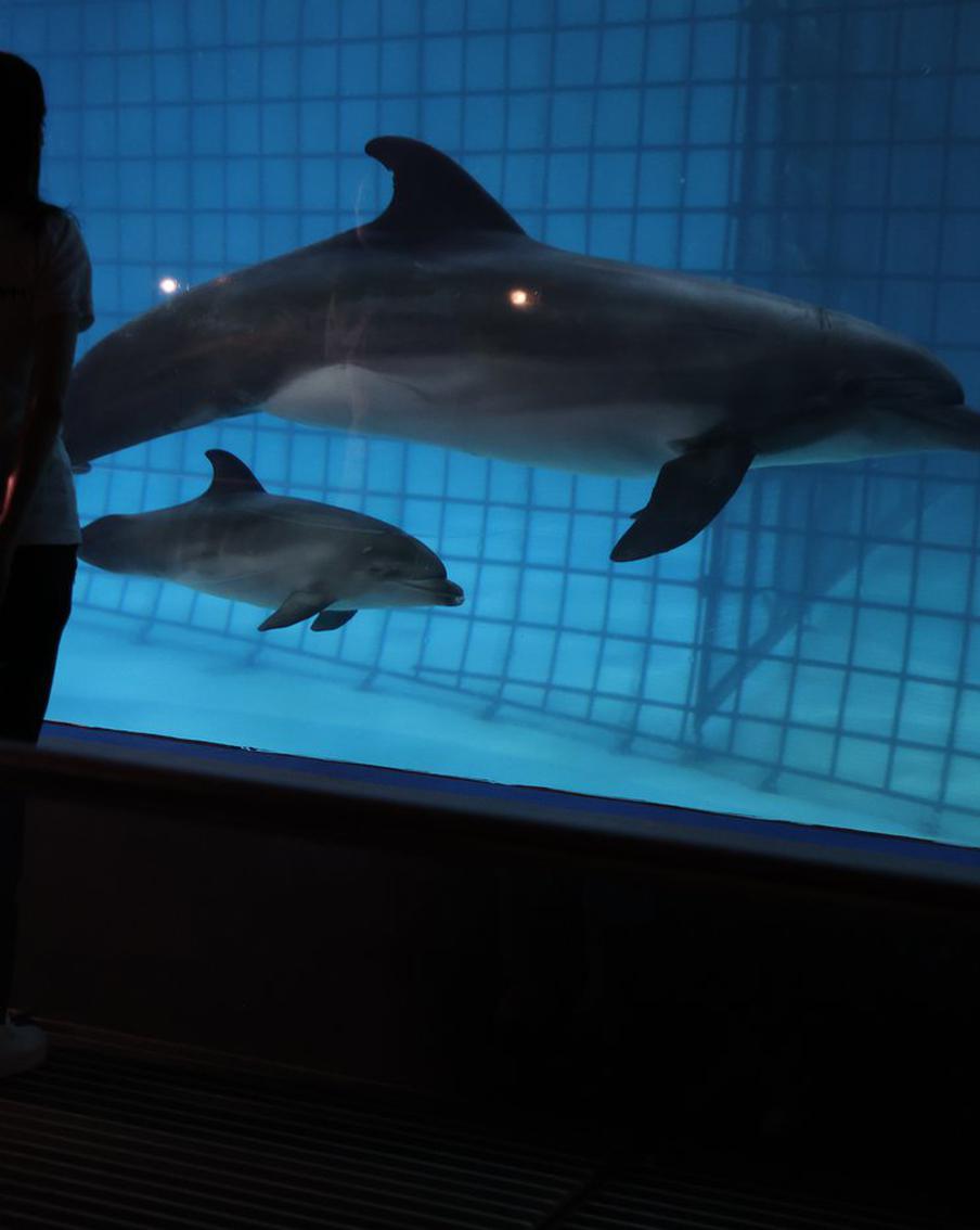 В "Москвариуме" родился краснокнижный дельфинёнок. Он уже покорил тренеров и соседку-белуху