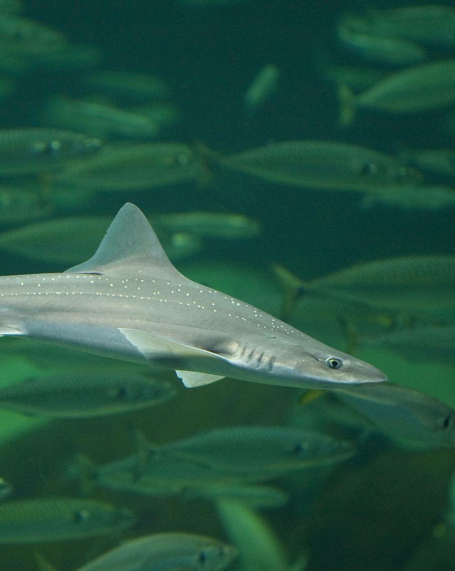 Акулы-самки способны размножаться без участия самцов