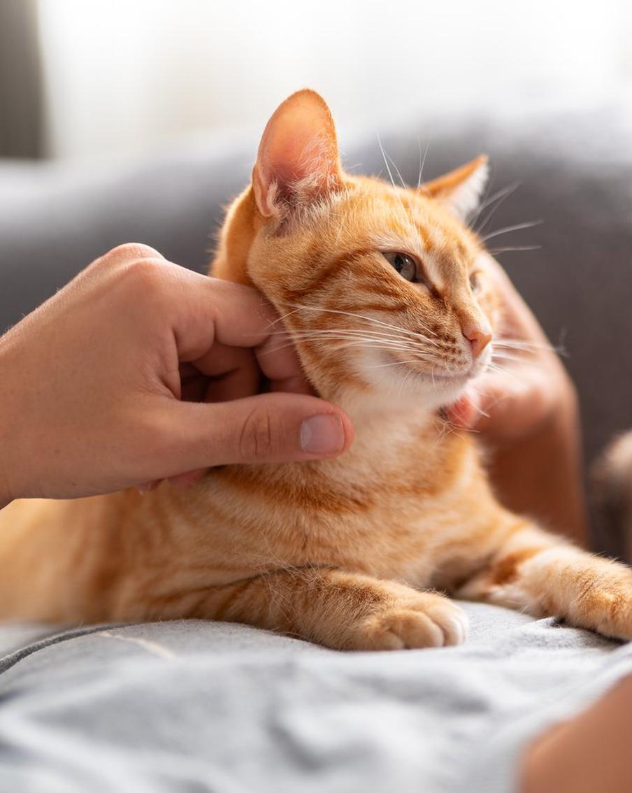 Эксперт объяснил, почему россияне ценят питомцев больше своих половинок