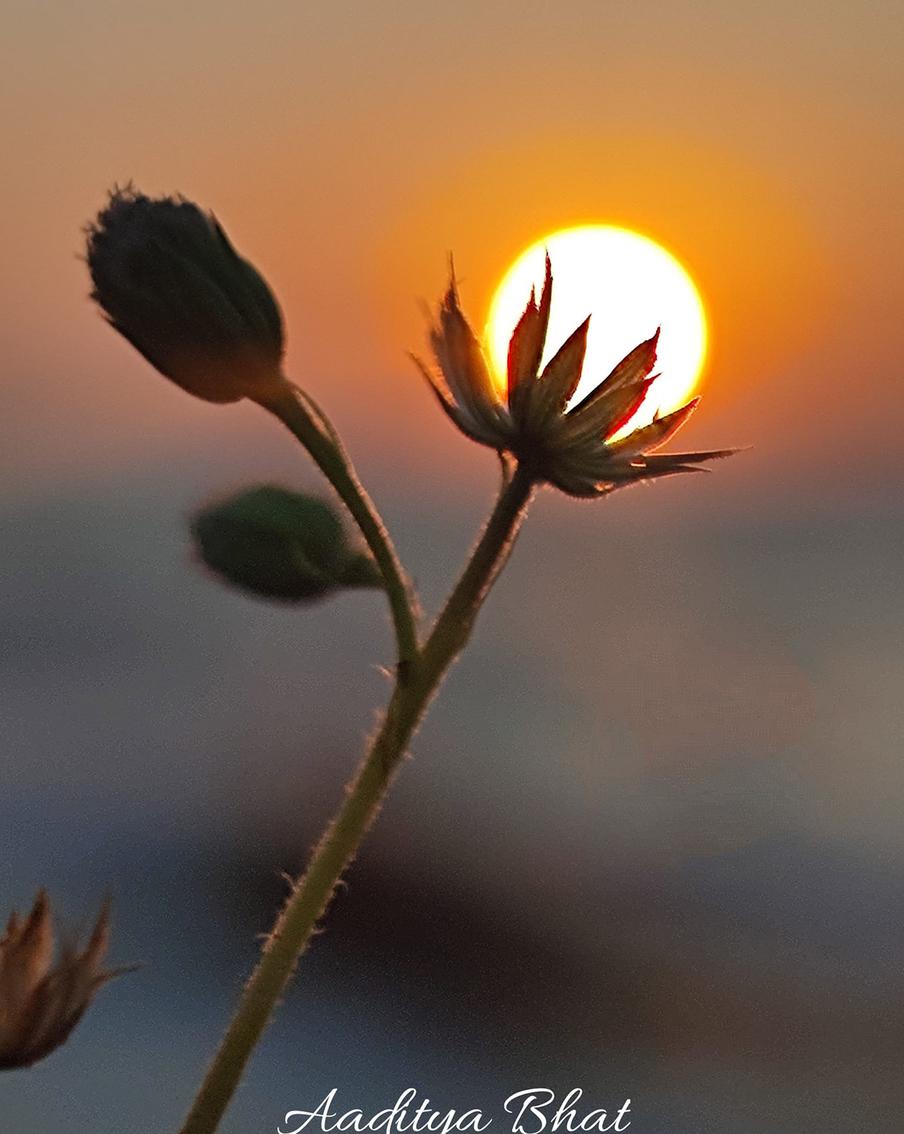 Индийский фотограф сделал солнце главным героем своих снимков – и не прогадал