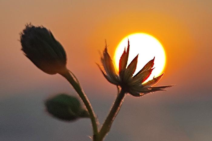 Индийский фотограф сделал солнце главным героем своих снимков – и не прогадал