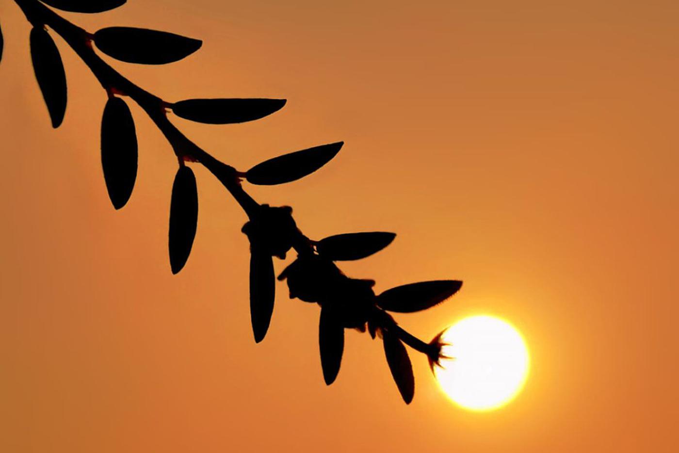 И снова солнце превратилось в часть растения.