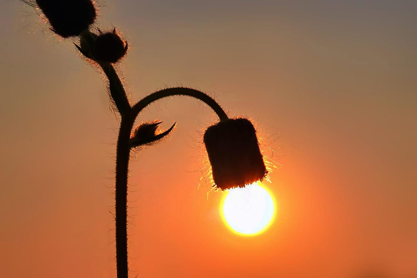 Солнце-колосок.