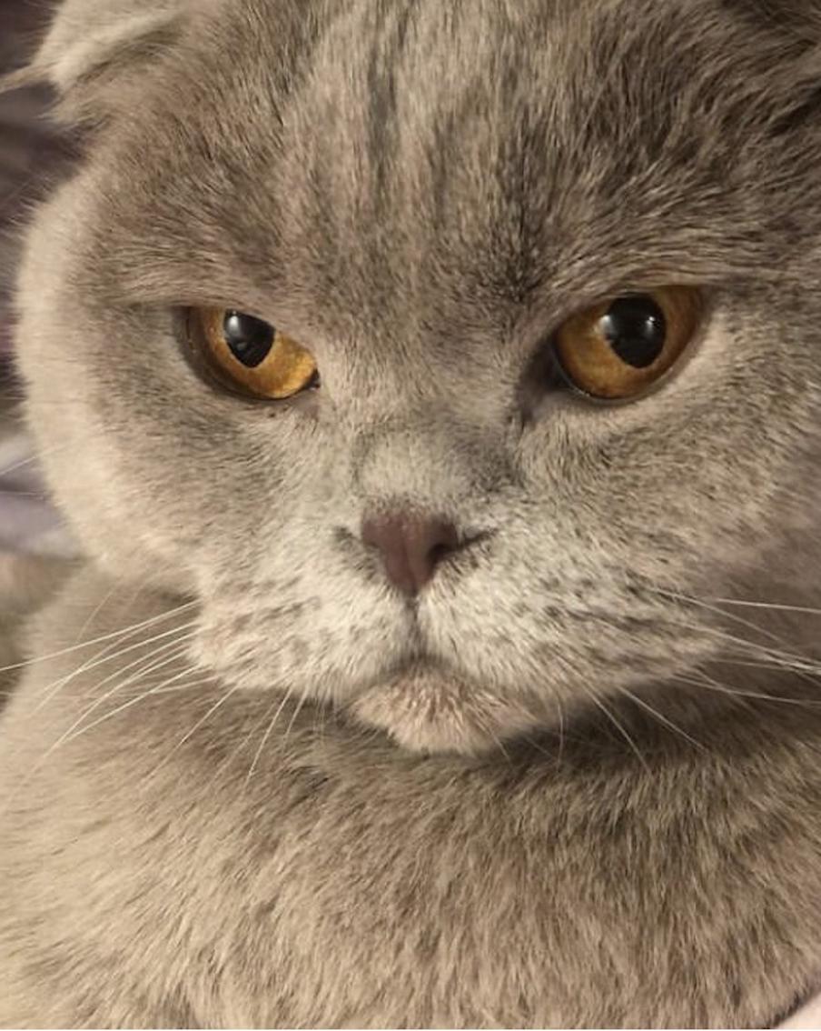 Шотландская вислоухая – самая популярная порода кошек у москвичей