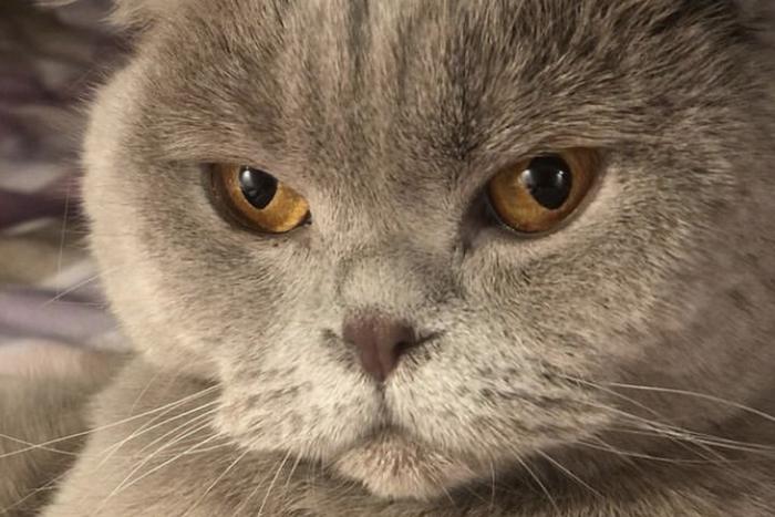 Шотландская вислоухая – самая популярная порода кошек у москвичей