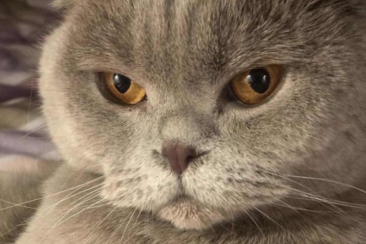 Шотландская вислоухая – самая популярная порода кошек у москвичей