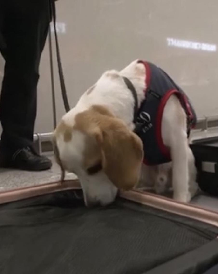 Бигль по кличке Чеко будет защищать Южную Корею от постельных клопов после Олимпиады в Париже