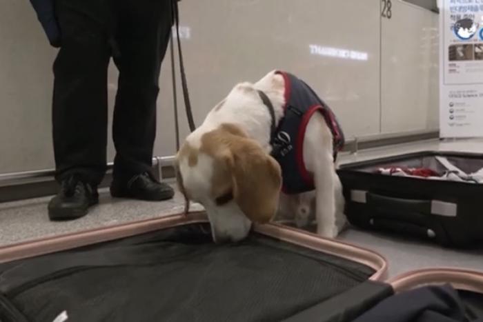 Бигль по кличке Чеко будет защищать Южную Корею от постельных клопов после Олимпиады в Париже