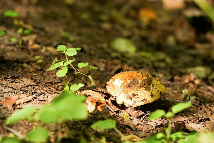 Грибная пора приводит к трагедиям: как жительница Подмосковья едва не погибла