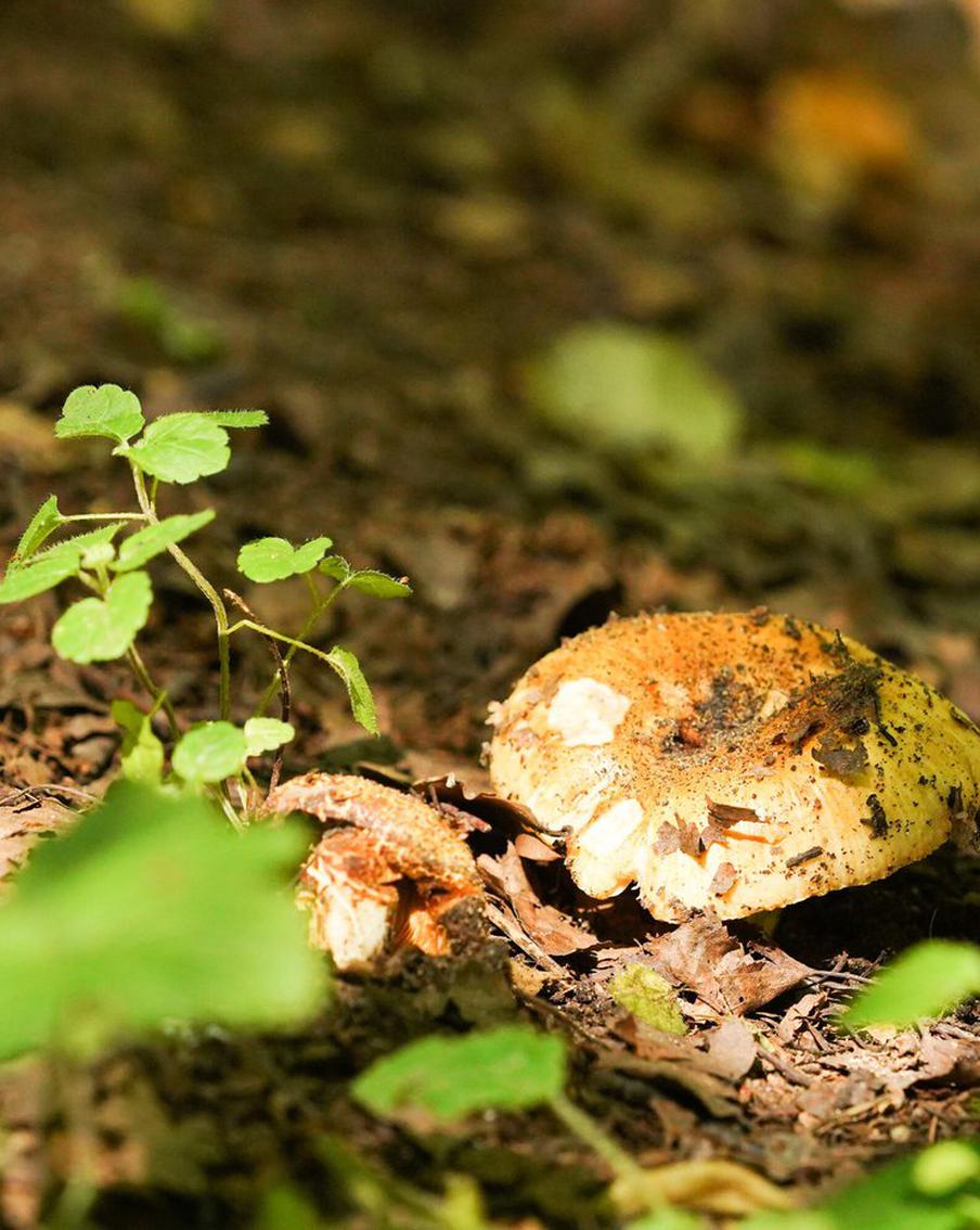 Грибная пора приводит к трагедиям: как жительница Подмосковья едва не погибла
