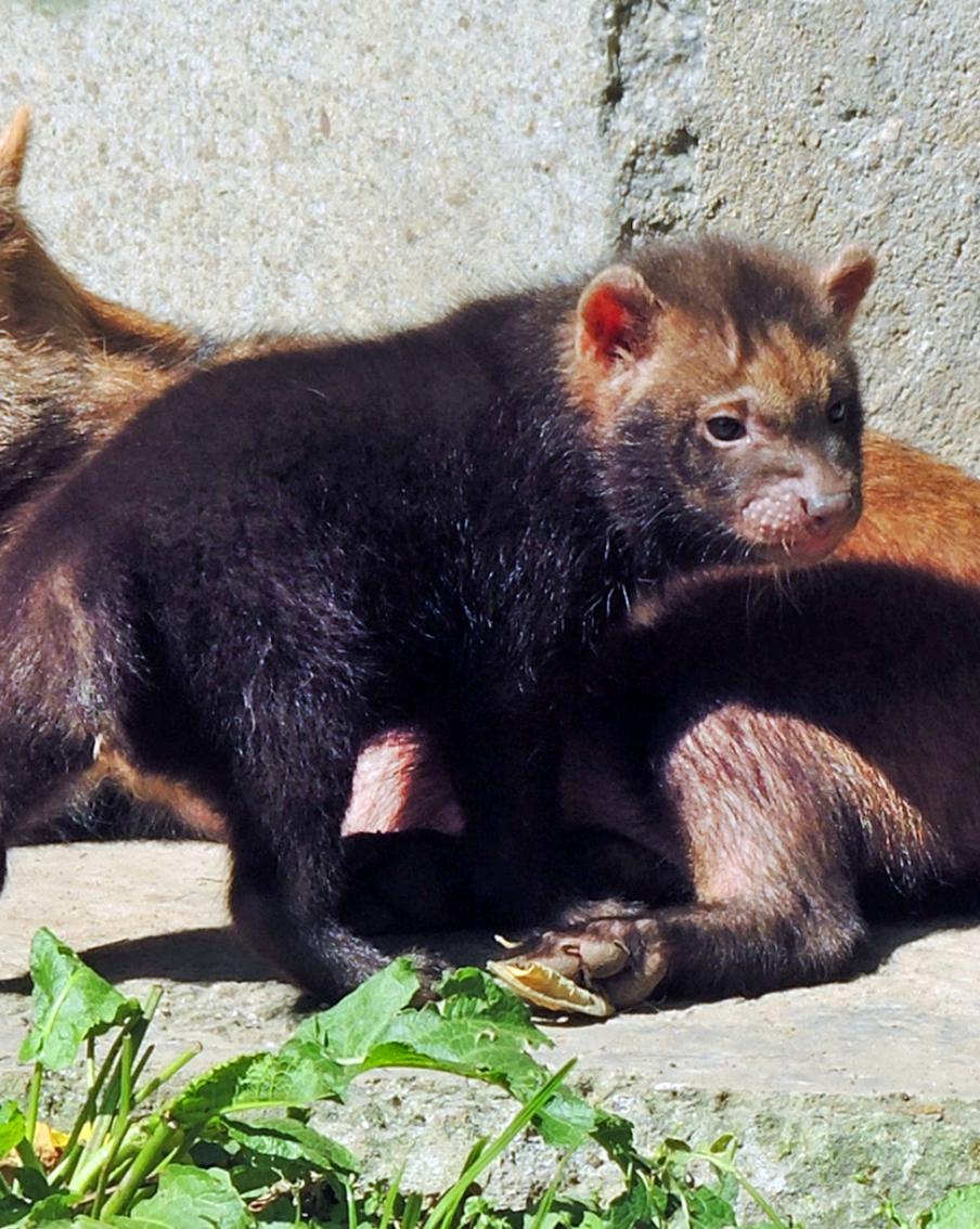 Какие самые необычные имена получили зверята Московского зоопарка