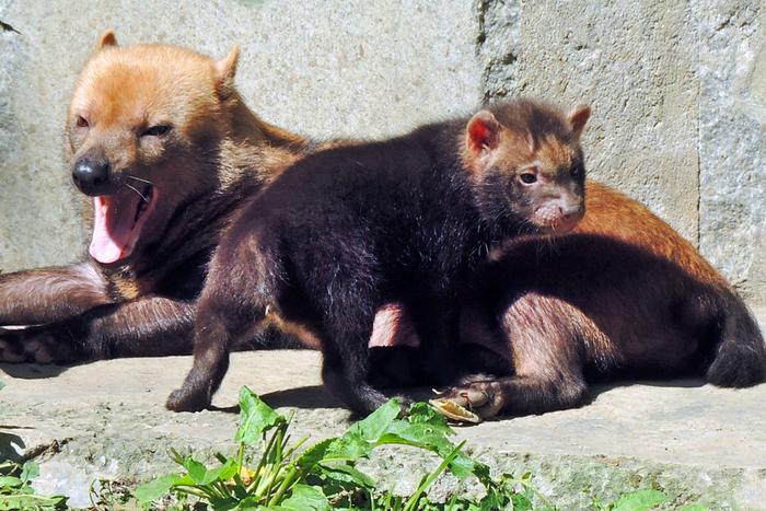 Какие самые необычные имена получили зверята Московского зоопарка