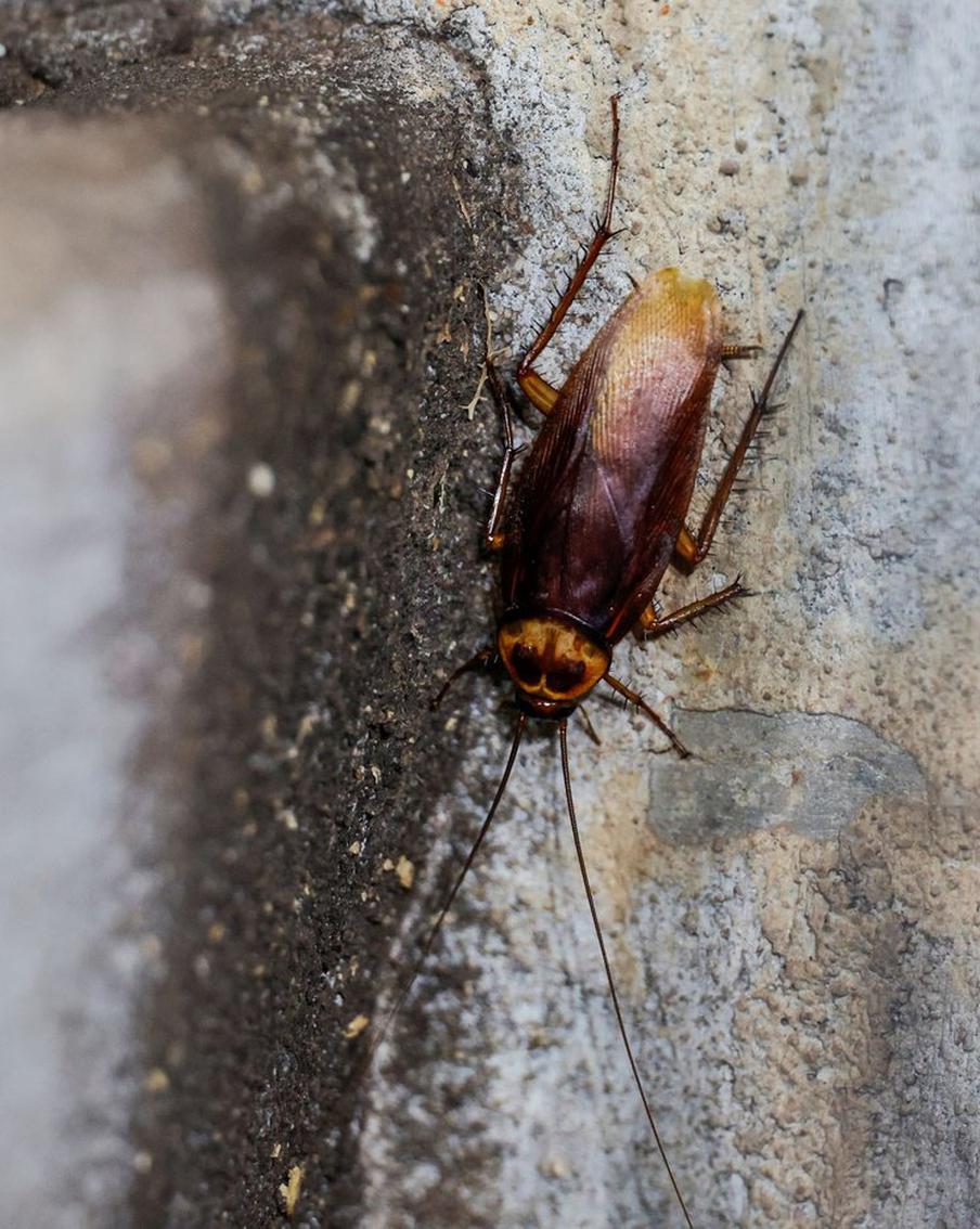 Чем опасны тараканы и как не допустить их проникновения в квартиру