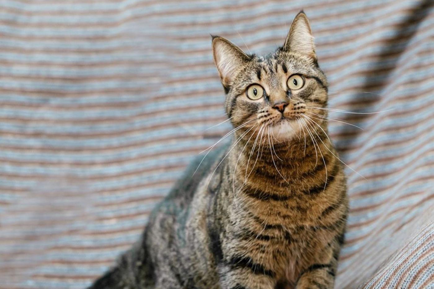 Гостям форума-фестиваля "Москва 2030" предложат забрать питомцев из приютов