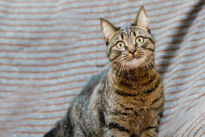 Гостям форума-фестиваля "Москва 2030" предложат забрать питомцев из приютов