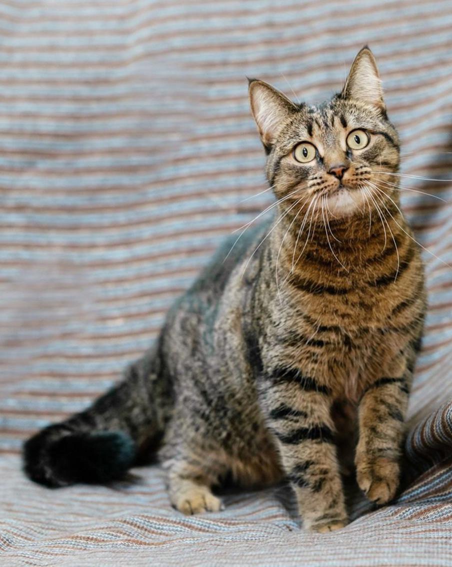 Гостям форума-фестиваля "Москва 2030" предложат забрать питомцев из приютов