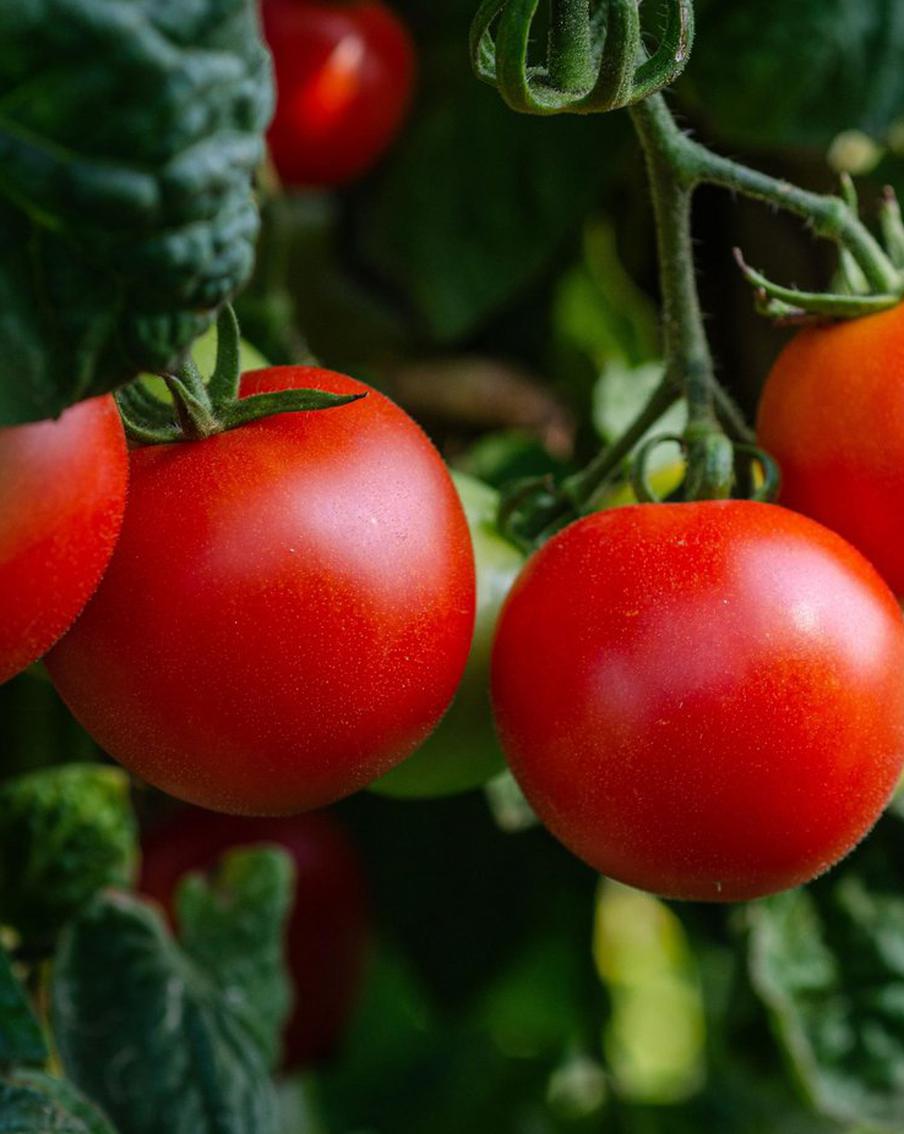 Самое время готовить вкусные и полезные томаты. Осваиваем новые блюда