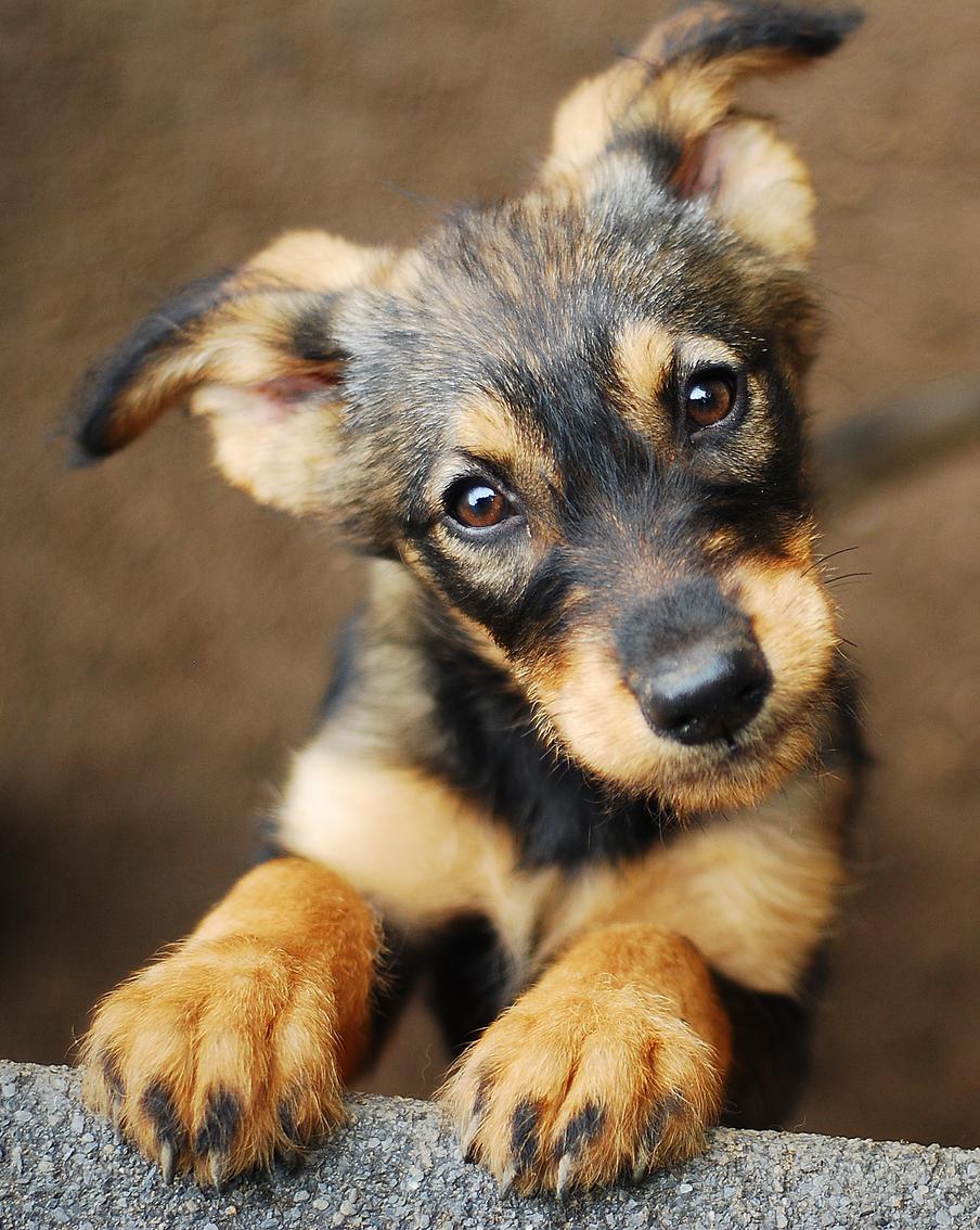 Хвостатый на улице: что делать, чтобы не оставить животное в беде