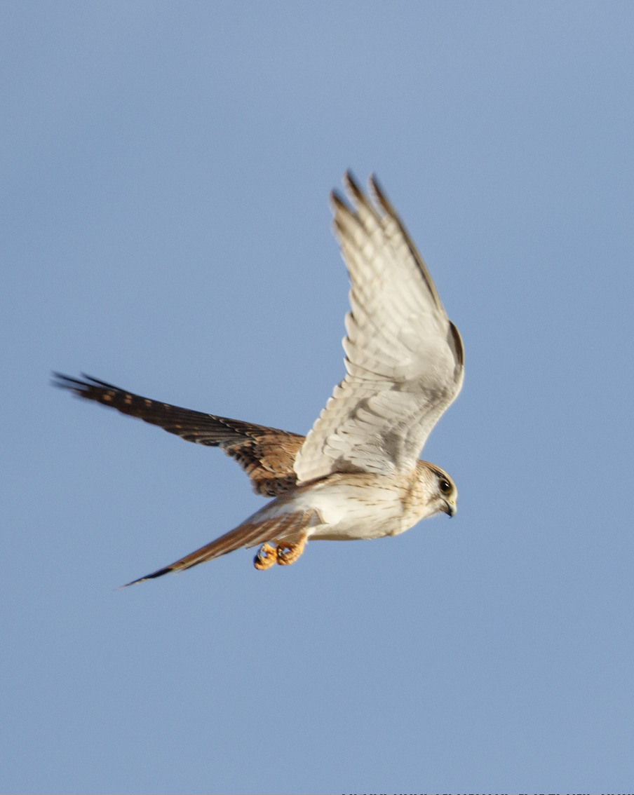 Пустельга – ясный сокол. Учёные придумали, как улучшить беспилотники